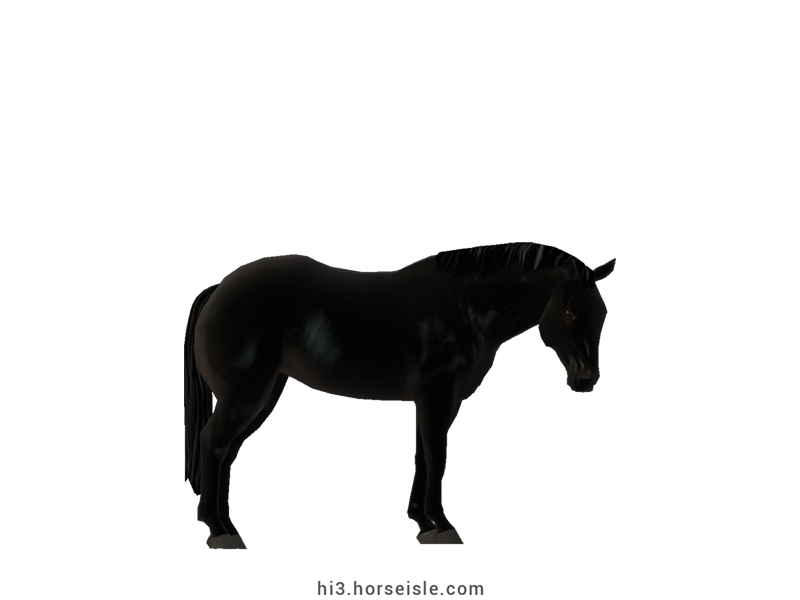American Quarter Horse Ebony Black Coat